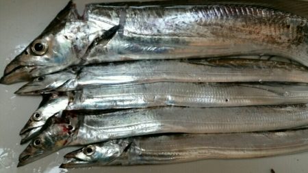 出ました!ドラゴン!!