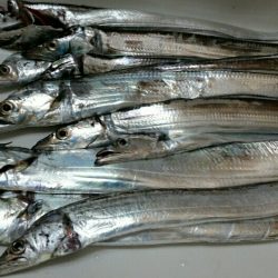 引き続きタチウオ好釣の湾奥