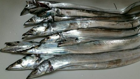 引き続きタチウオ好釣の湾奥