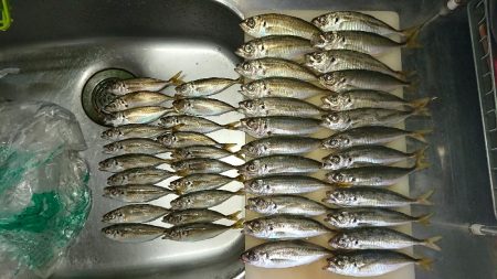 アジング後タチウオ