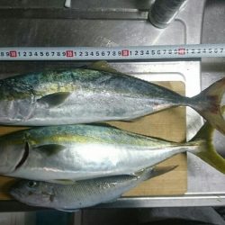 ☆エギングタックルで青物☆