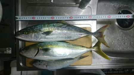 ☆エギングタックルで青物☆