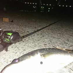 ベイトタックルでマイワシーバス