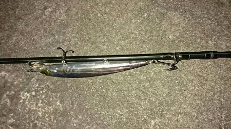 マイワシーバス