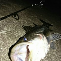 激渋マイワシパターン