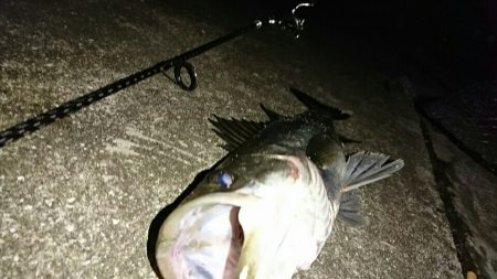 激渋マイワシパターン