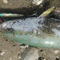 仁淀川河口サーフ