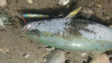 仁淀川河口サーフ