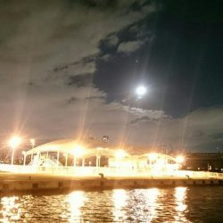 チヌ、キビレ入れ食いでした