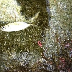 ライトゲーム楽しい！