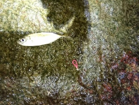 ライトゲーム楽しい！