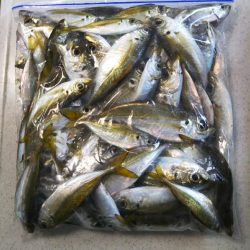 アジ釣り