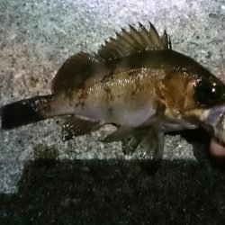 メバリング開幕戦