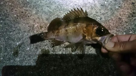 メバリング開幕戦