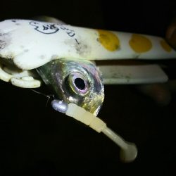 豆しか釣れん･･･