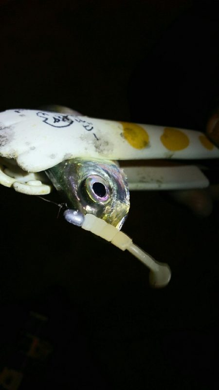 豆しか釣れん･･･