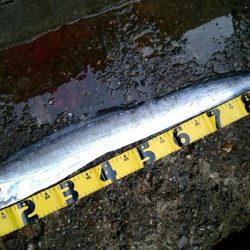 今季初ドラゴン捕獲