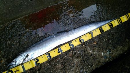 今季初ドラゴン捕獲