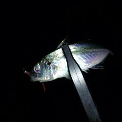 長距離ランガン!!