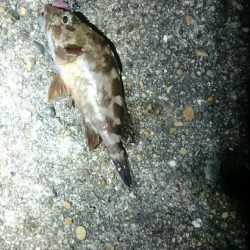 やっぱりアジが居ない。