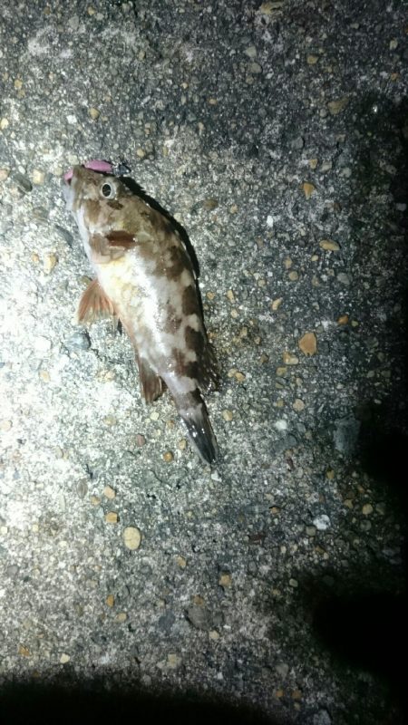 やっぱりアジが居ない。