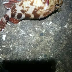 タチウオも少ない？