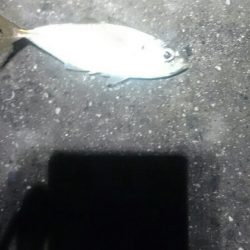 ランガンしてやっと見つけた。