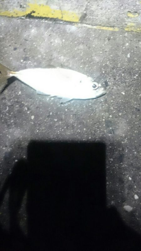 ランガンしてやっと見つけた。