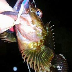 ２日連続25アップ