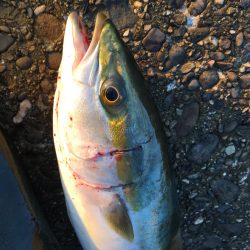 ボイルもありつつでハマチ2