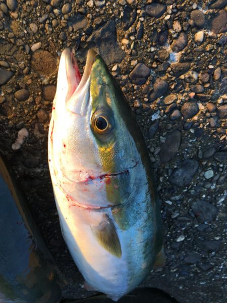 ボイルもありつつでハマチ2