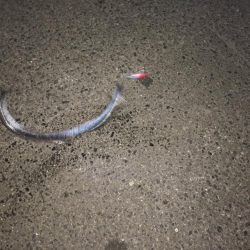 まさかのこんなとこで太刀魚