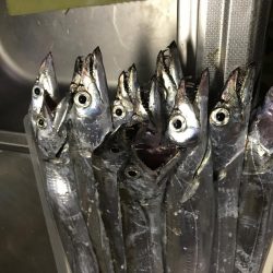 久しぶりの爆釣