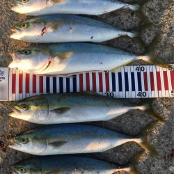 ハマチ漁一本釣り