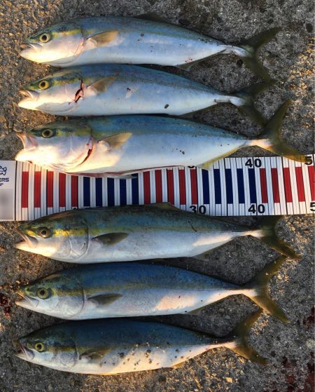 ハマチ漁一本釣り