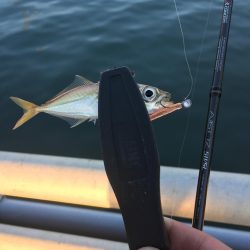 ジギングからのアジング