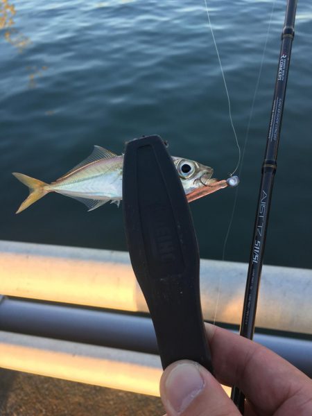 ジギングからのアジング