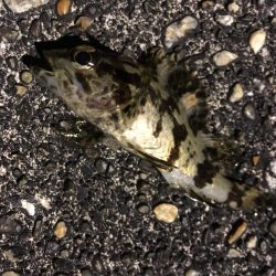 色んな魚たち。