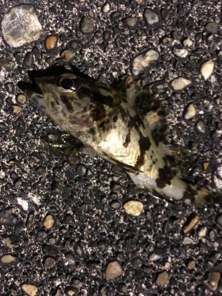 色んな魚たち。