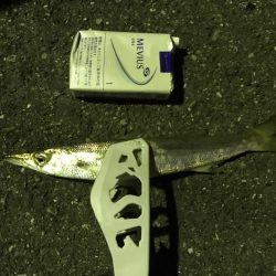 アジング成功！