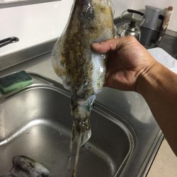 久々淡路エギング