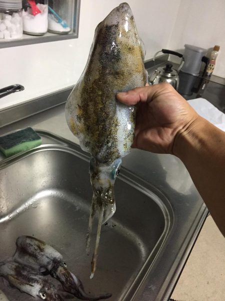 久々淡路エギング