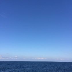 青物狙いのはずが・・・