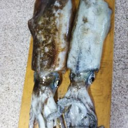 今期初のキロアップ