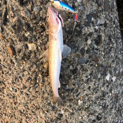 シーバス狙いが(T . T)