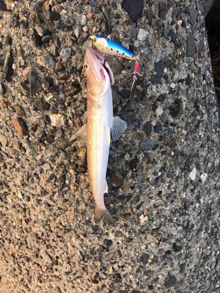 シーバス狙いが(T . T)