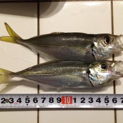 良型のアジ
