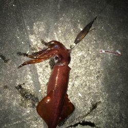 仕事帰りのライトエギング