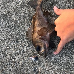 ライトロック釣行