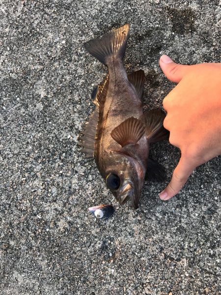 ライトロック釣行